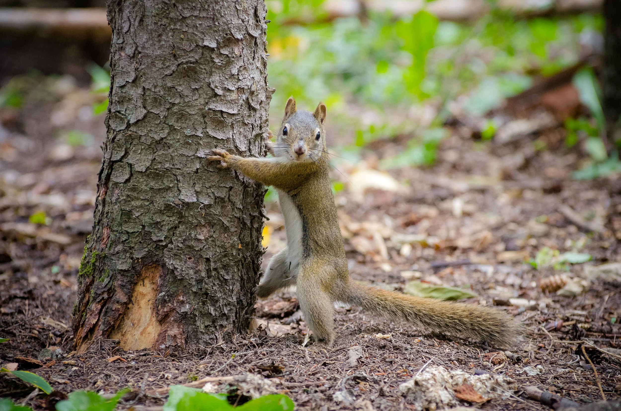 The Original Tree-Hugger by Kurt Bauschardt, August 29, 2015