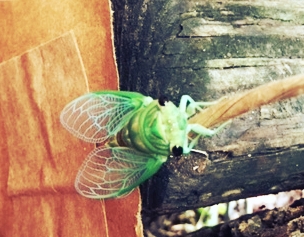 Cicada.jpg