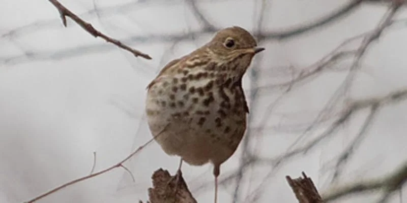 Weather Cancellation-3rd Friday Birding: With Alan &amp; Patsy Kuentz