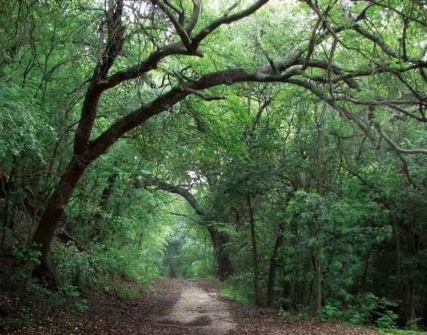 A Walk with John Muir into the Wilds of the Headwaters