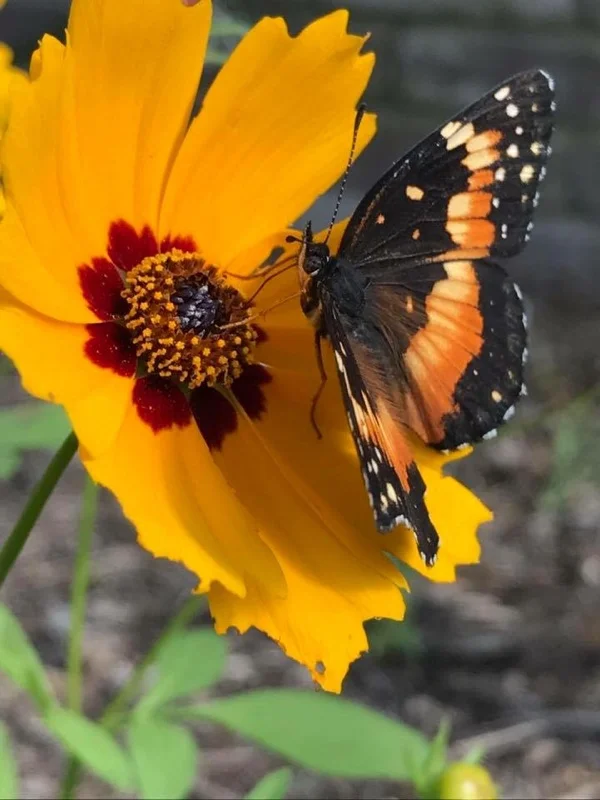 Native Pollinator Plant Workshop
