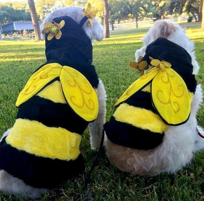 PAWS on the TRAILS - COME IN COSTUME