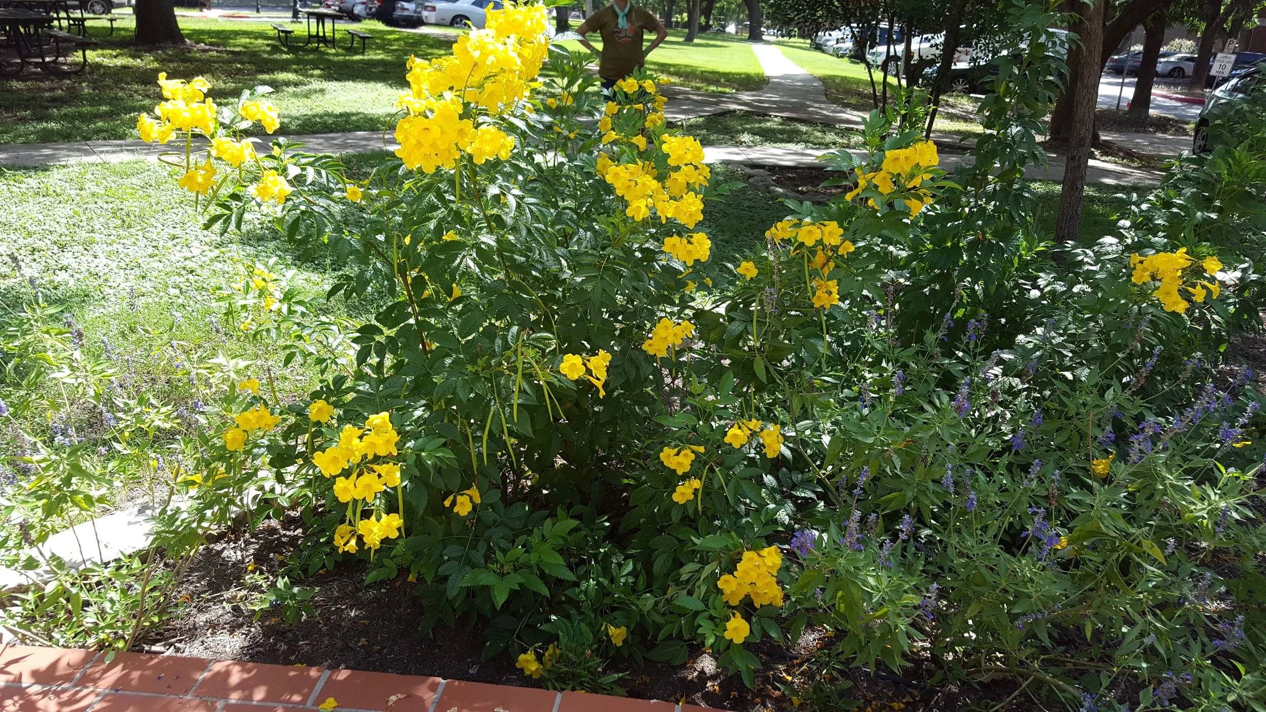  Headwaters  Grotto-Brackenridge Villa Gardens Workday