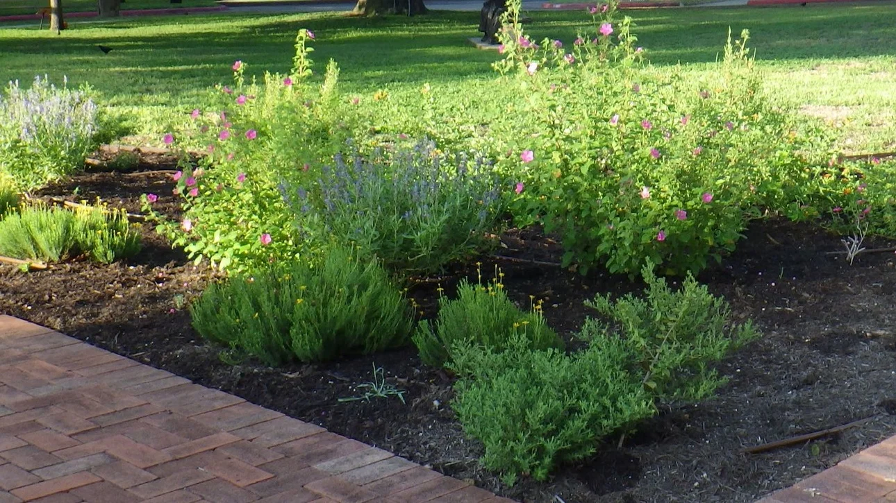 Opportunities with Native Texas Plants in Landscape Design