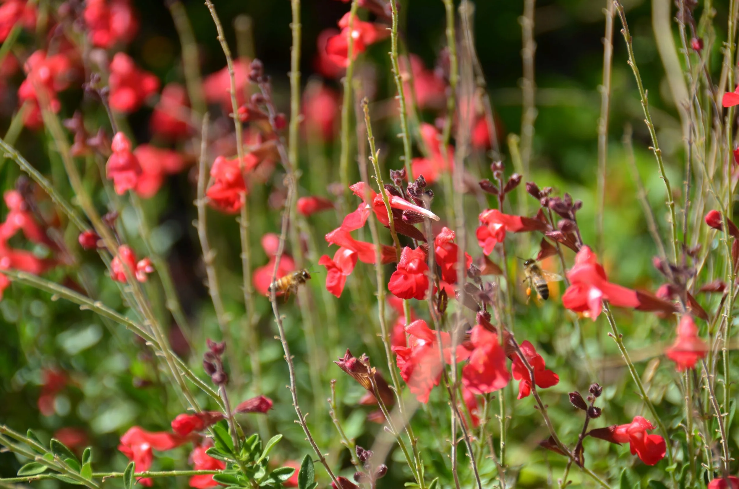 Headwaters Grotto-Brackenridge Villa Gardens Workday