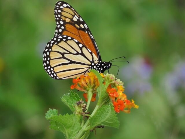 Headwaters 2nd Monday Pollinator Garden Workday