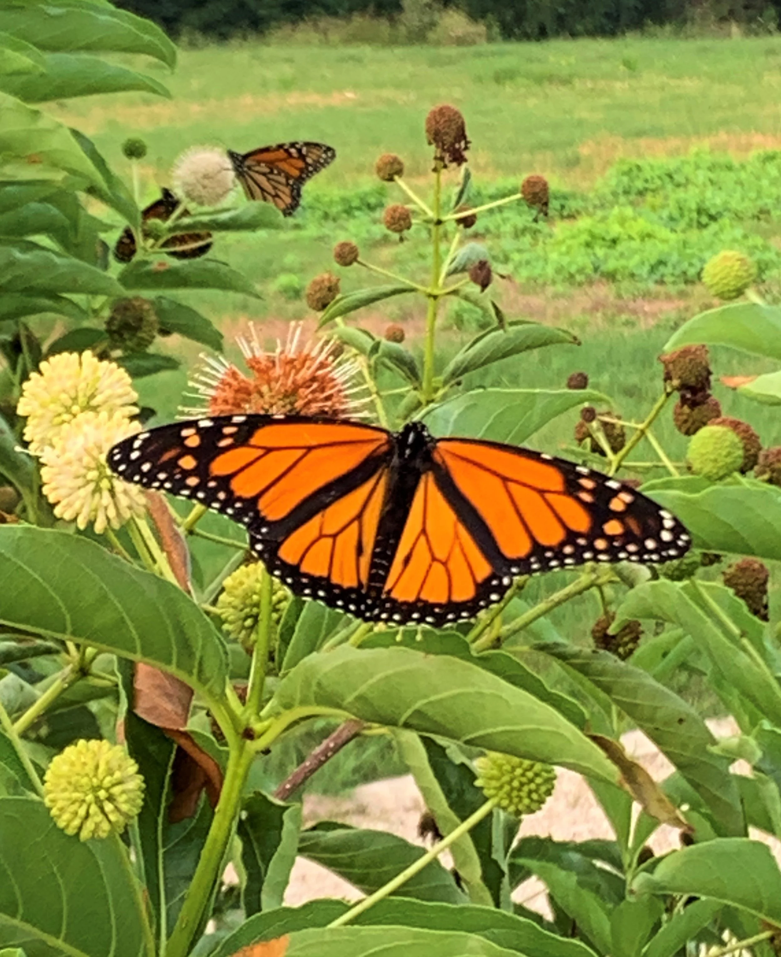 Headwaters 2nd Monday Pollinator Garden Workday 
