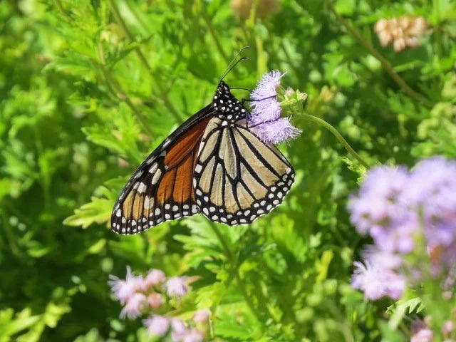 Headwaters Volunteer Workday  