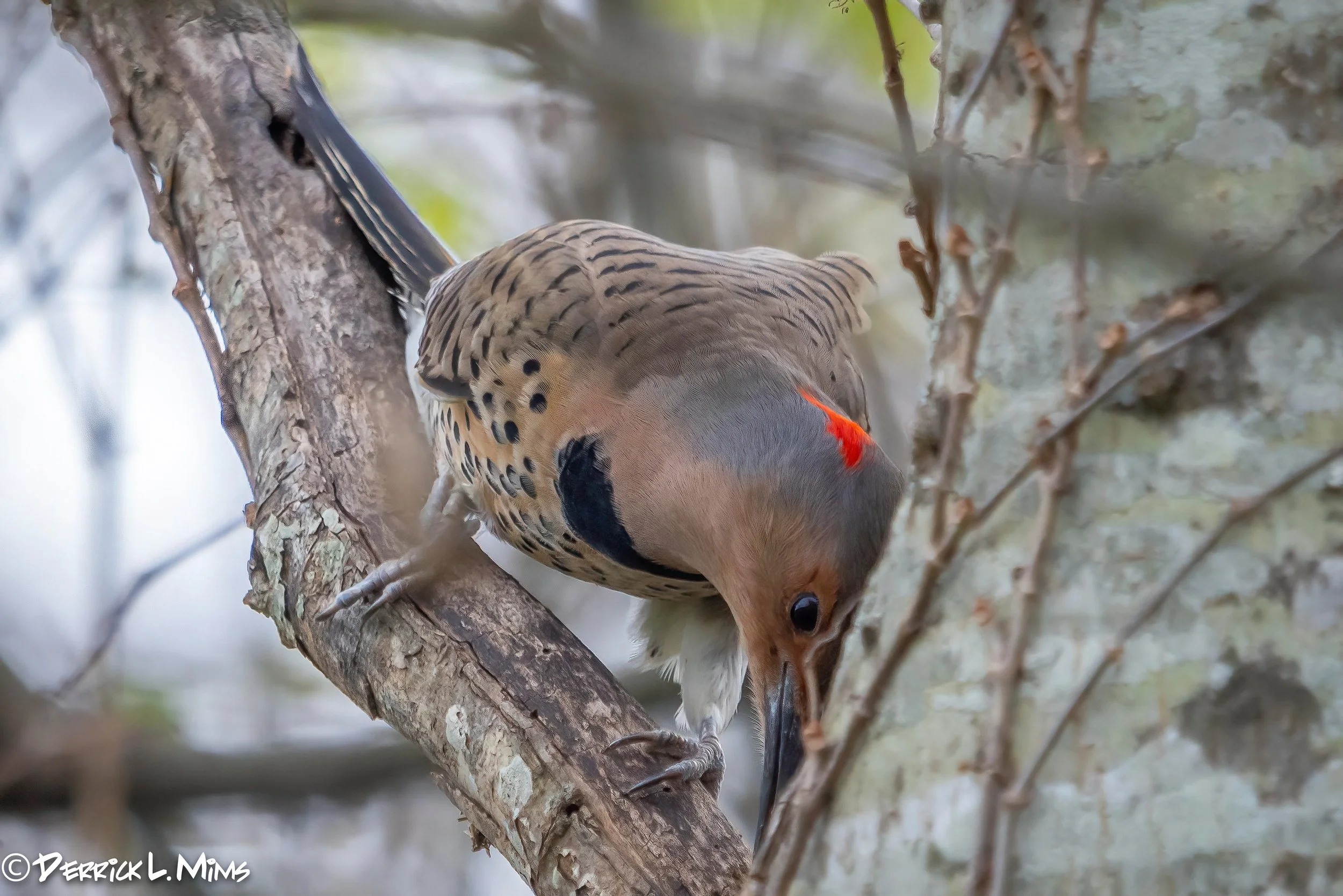 3rd Friday Birding with Sherie Gee & Britt Coleman