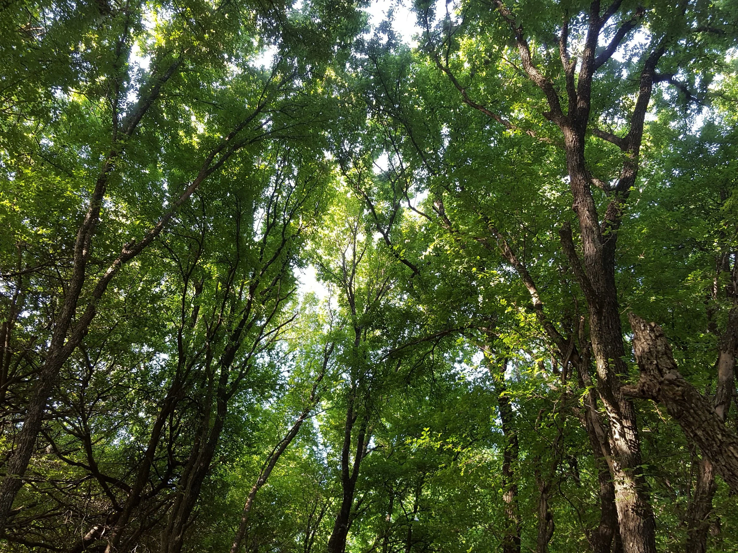 Headwaters Volunteer Workday    