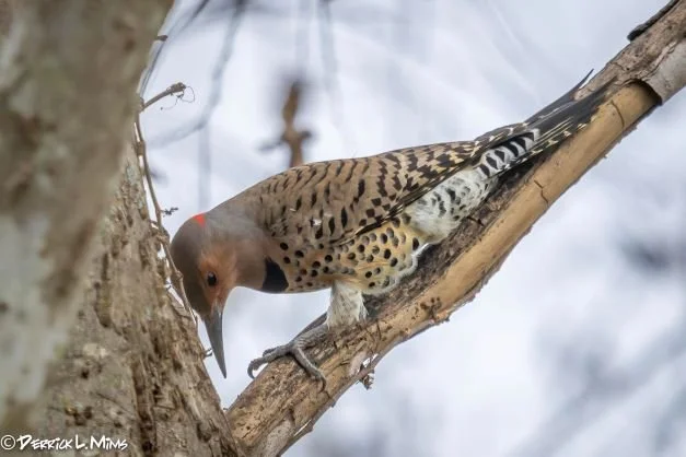 CANCELLED-2nd Friday Birding with Britt Coleman