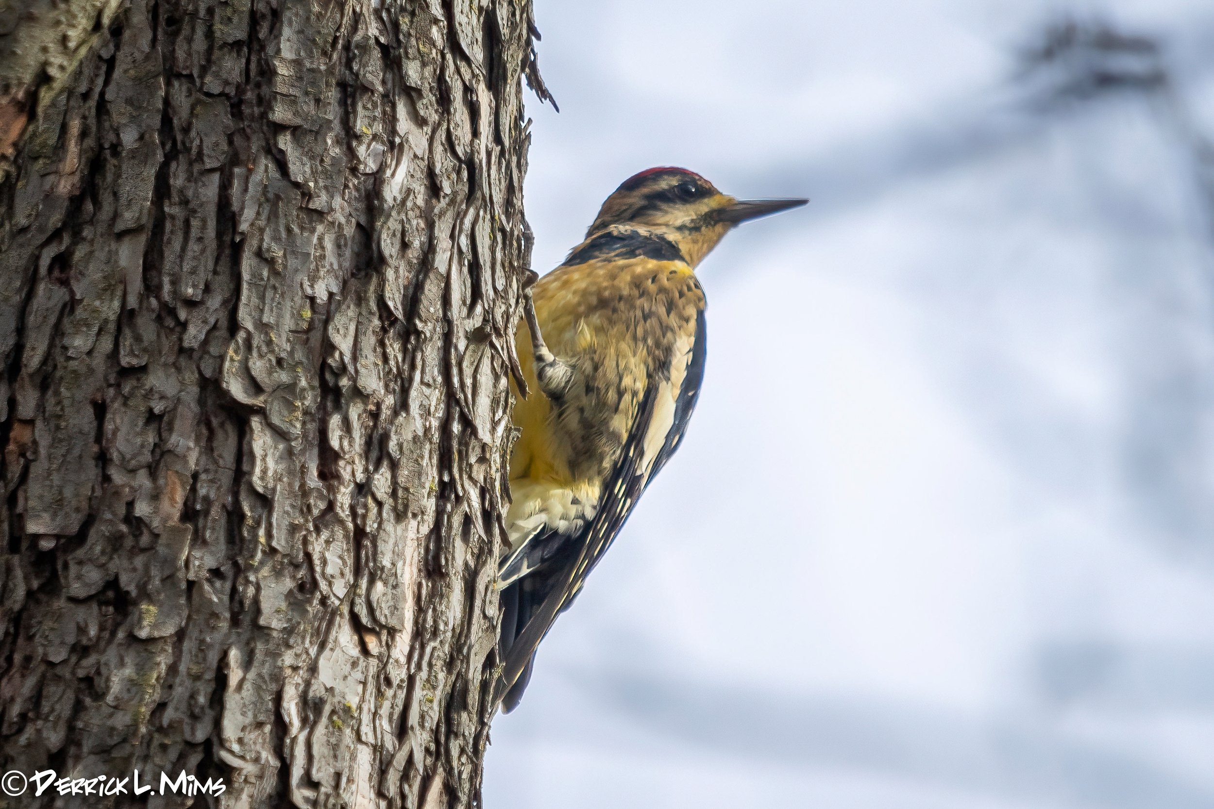 2nd Friday Birding with Tom &amp; Patsy Inglet 