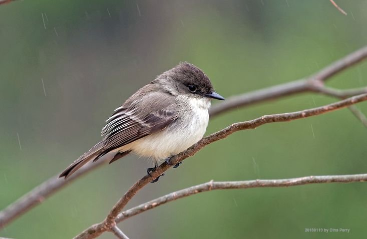 2nd Friday Birding with Britt Coleman 