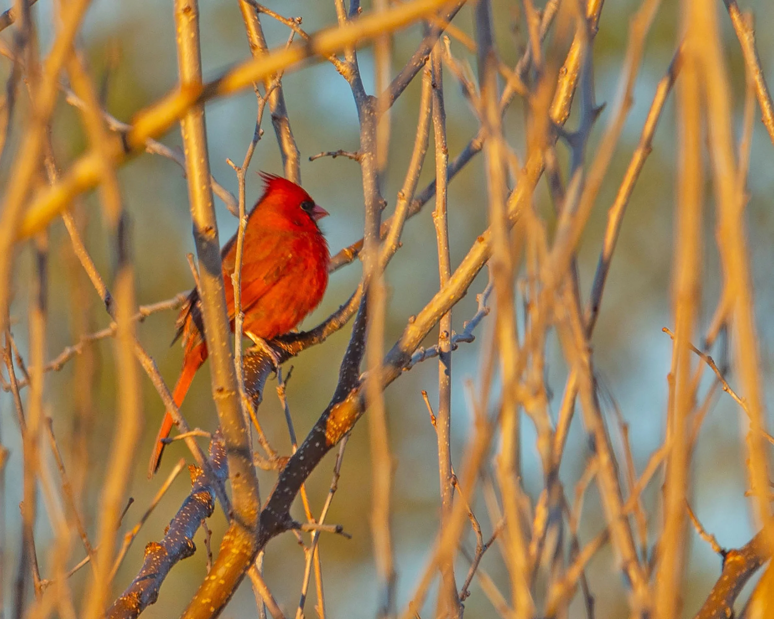 2nd Friday Birding with Tom & Patsy Inglet