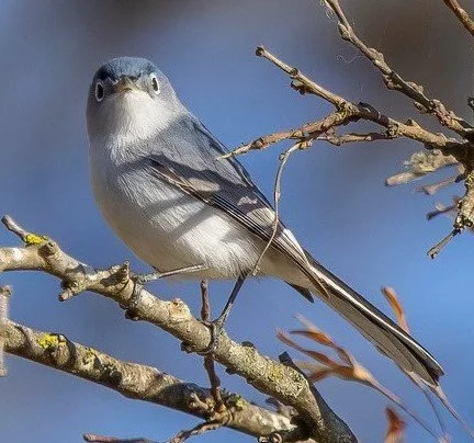 2nd Friday Birding with Sherie Gee &amp; Cappy Bird