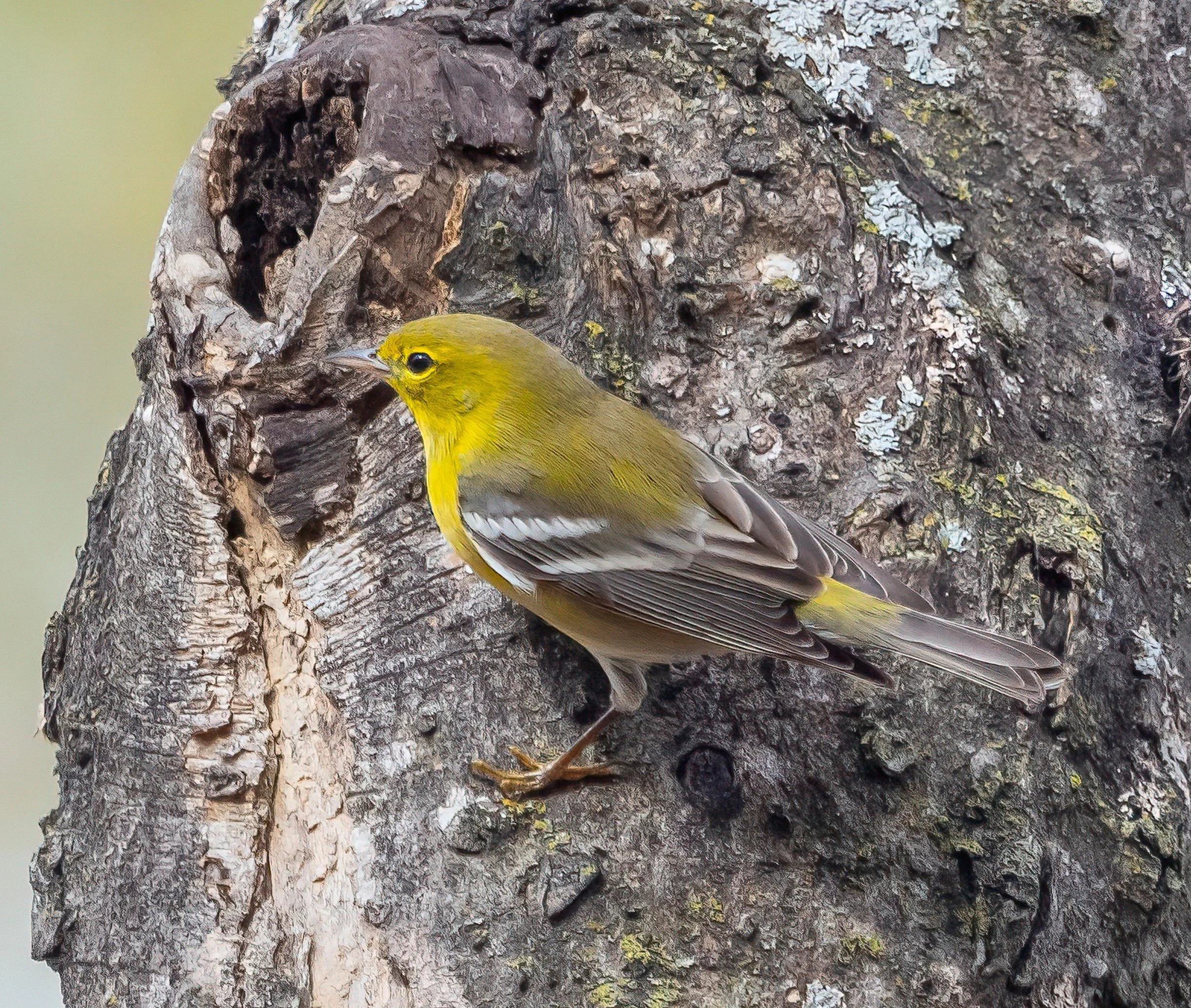 2nd Friday Birding with Cappy Bird 