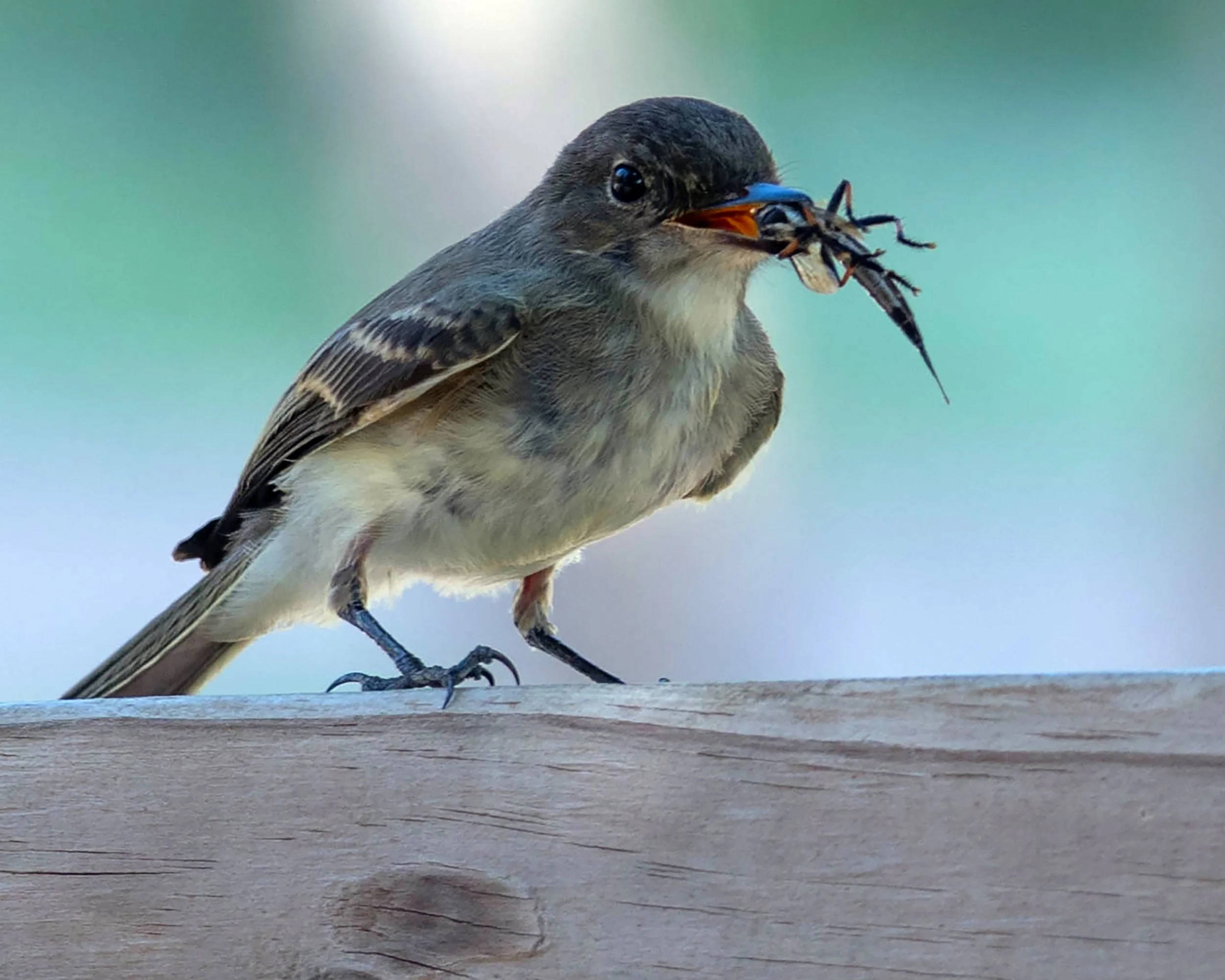 2nd Friday Birding with Tom &amp; Patsy Inglet
