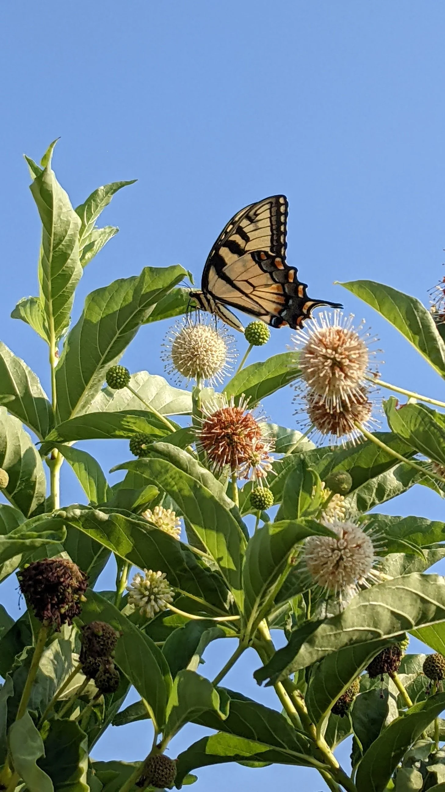 Circle of the Springs Garden Tour: Native Plants &amp; Pollinators