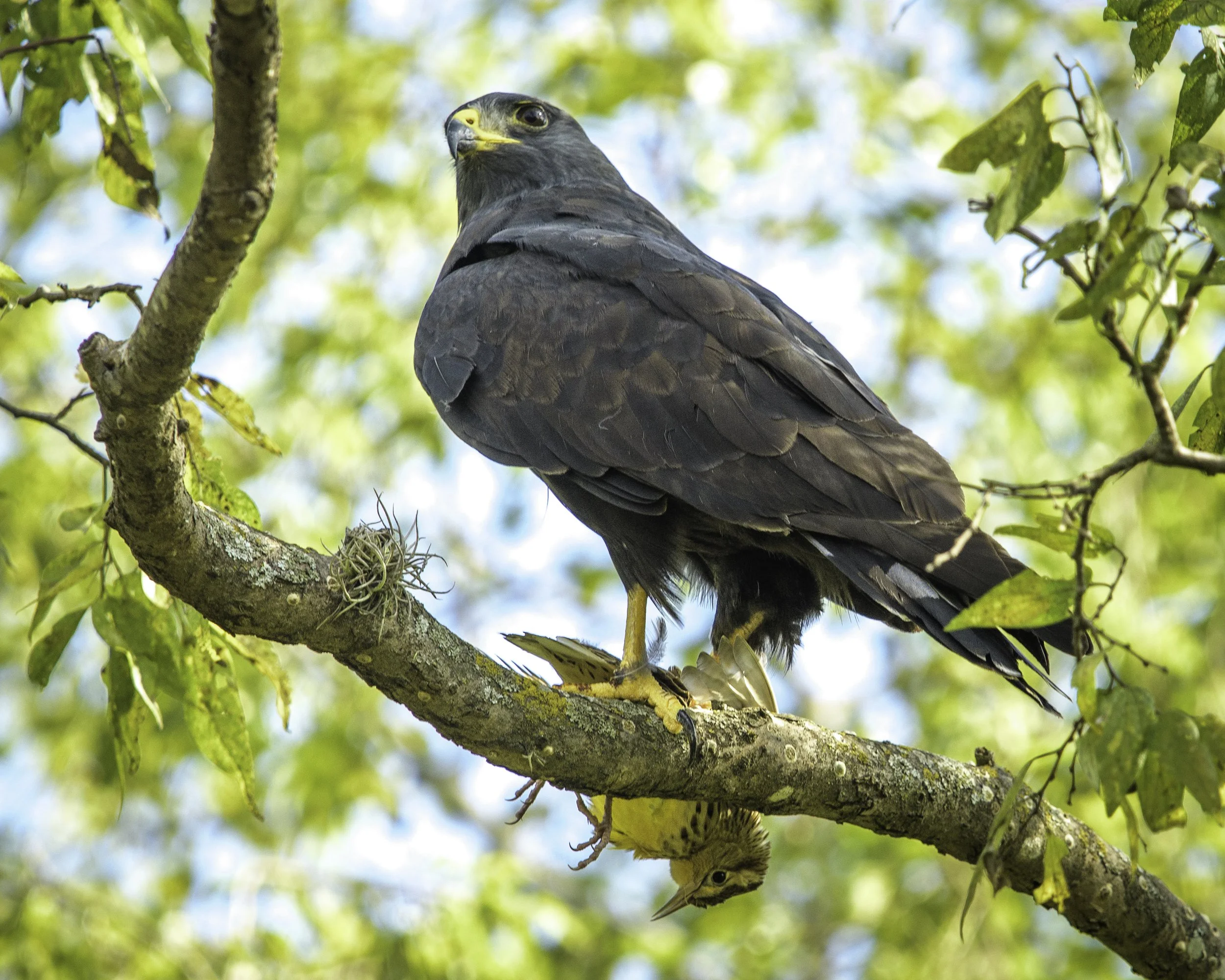 2nd Friday Birding with Karen &amp; Sperry Wilson 