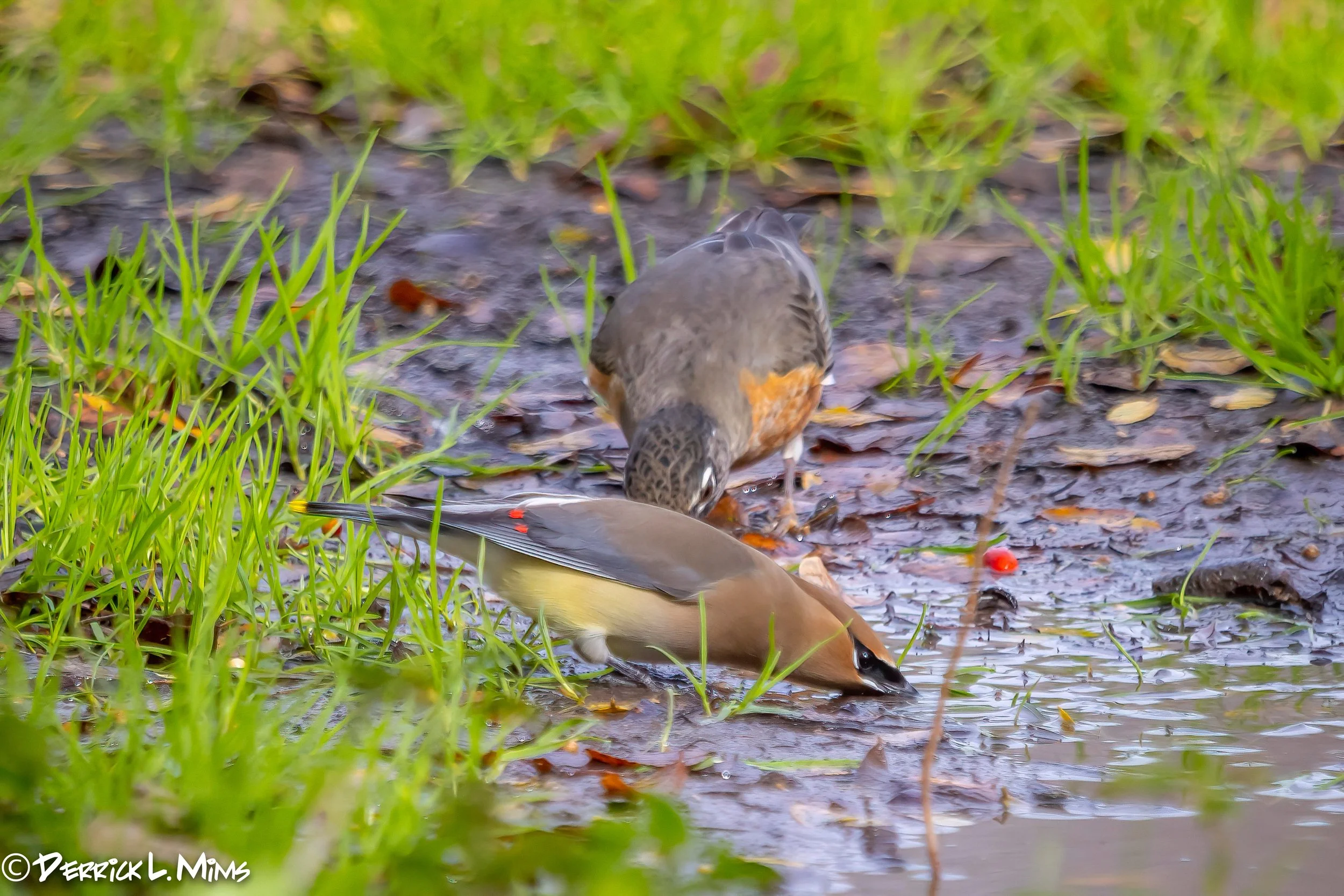 2nd Friday Birding with Sherie Gee &amp; Cappy Bird