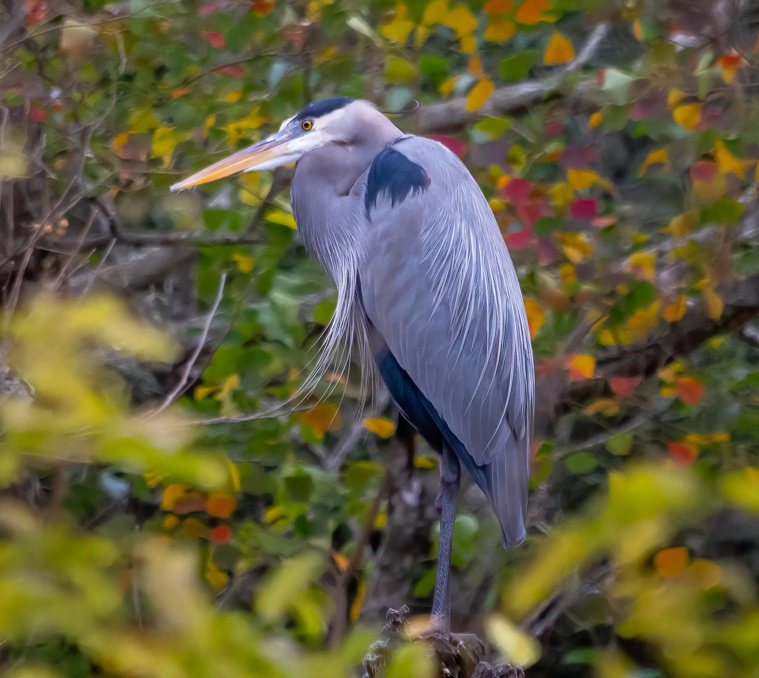 Nature Photography Series: Wildlife Photography Fundamentals #4