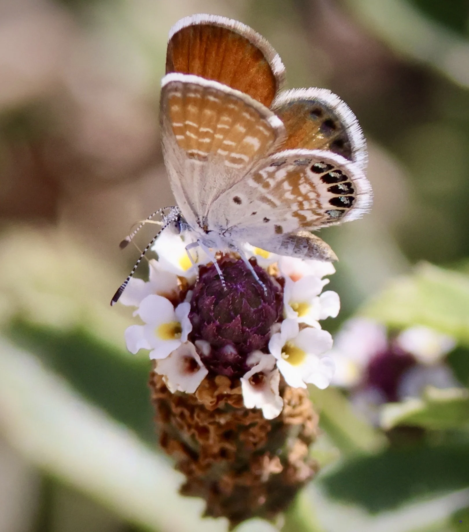 Nature Photography Series: Macro Photography &amp; Working With Light #5