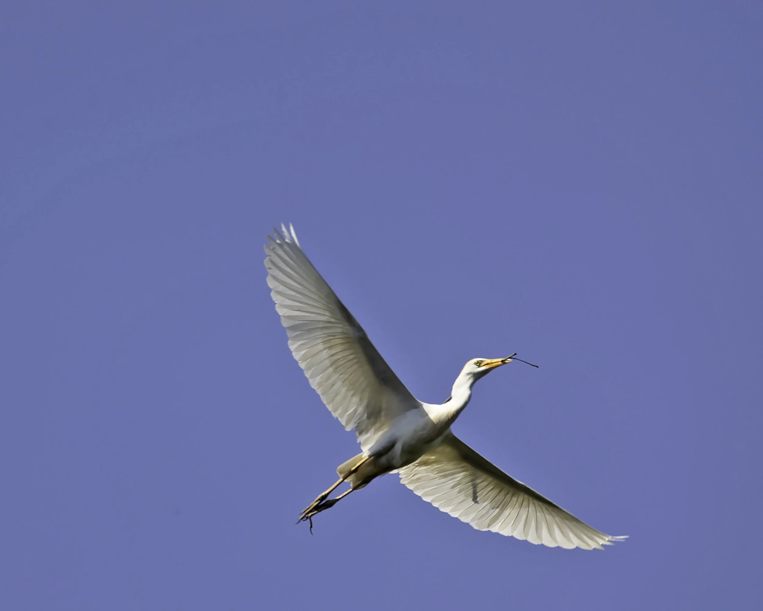 Nature Photography Series: Wildlife Photography Fundamentals #4