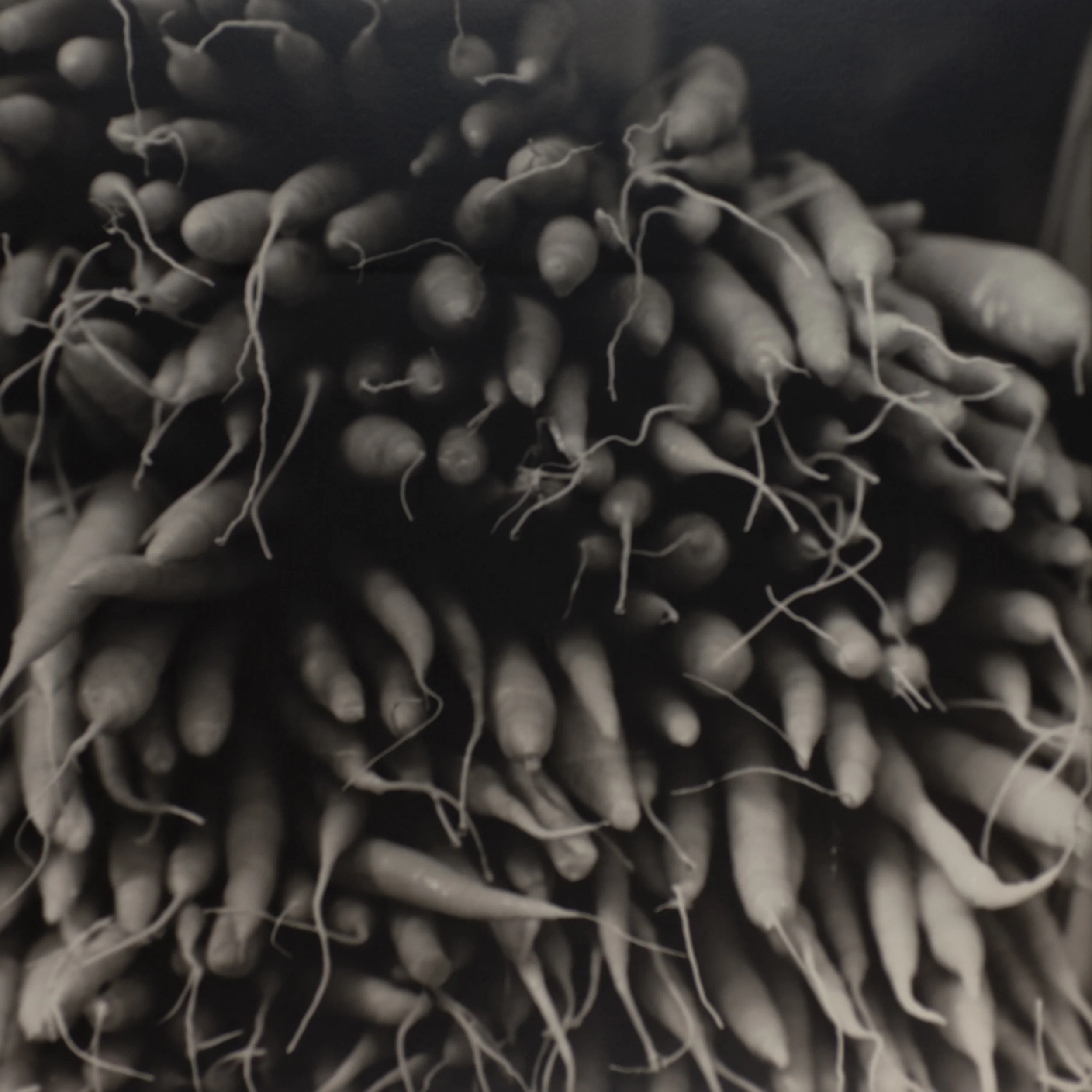 Lots of Carrots, Upper East Side, New York City, 1987