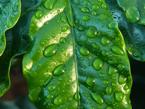 leaf-rain-coffee-water-38435.jpg