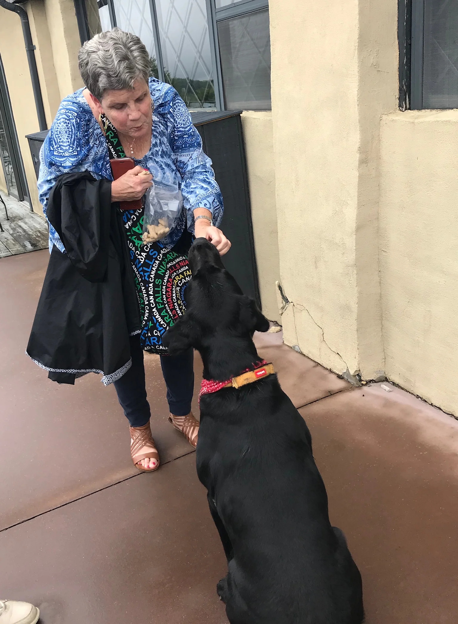 Sharon feeding a treat to Noble