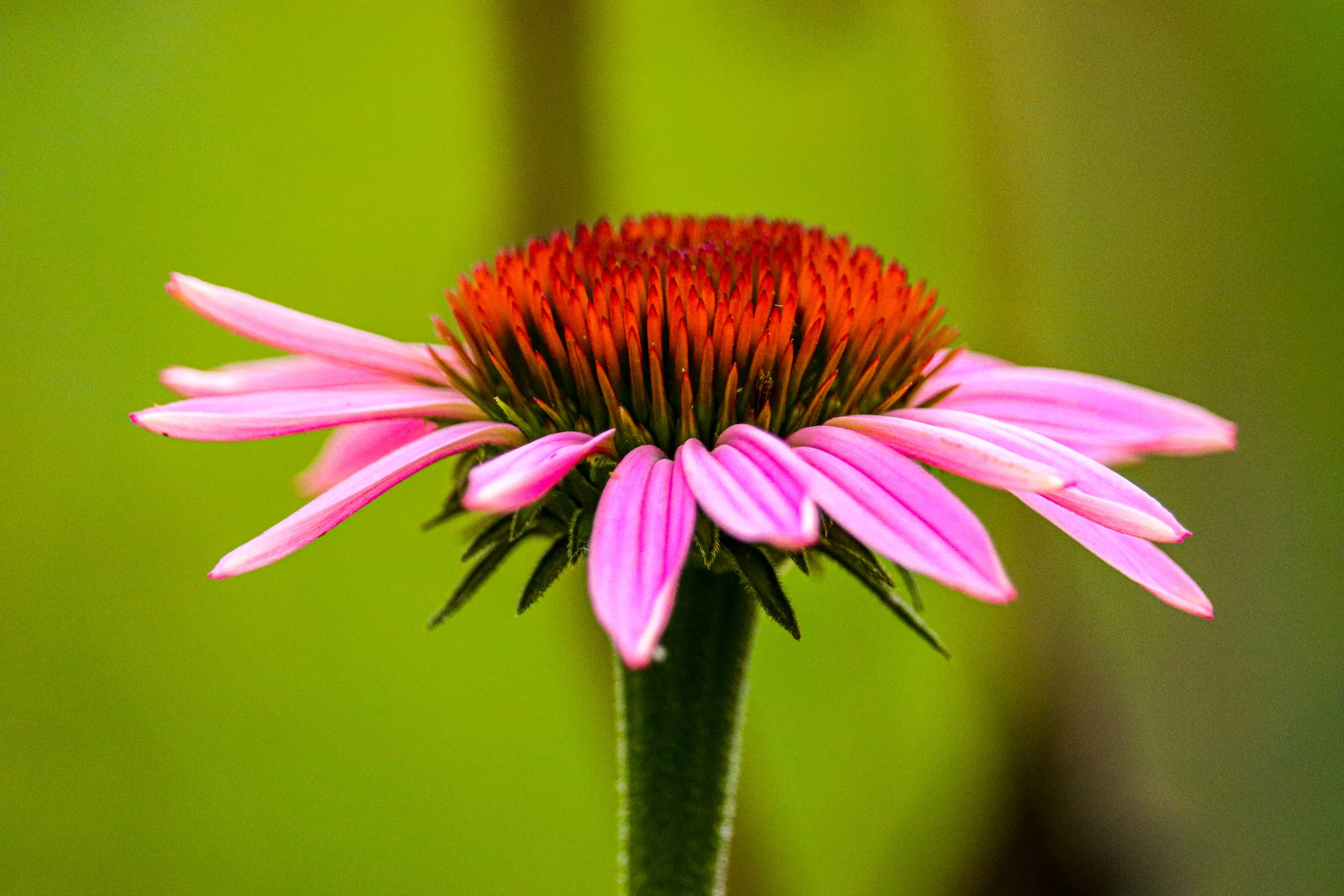 Don't over boost your immune system with Echinacea!