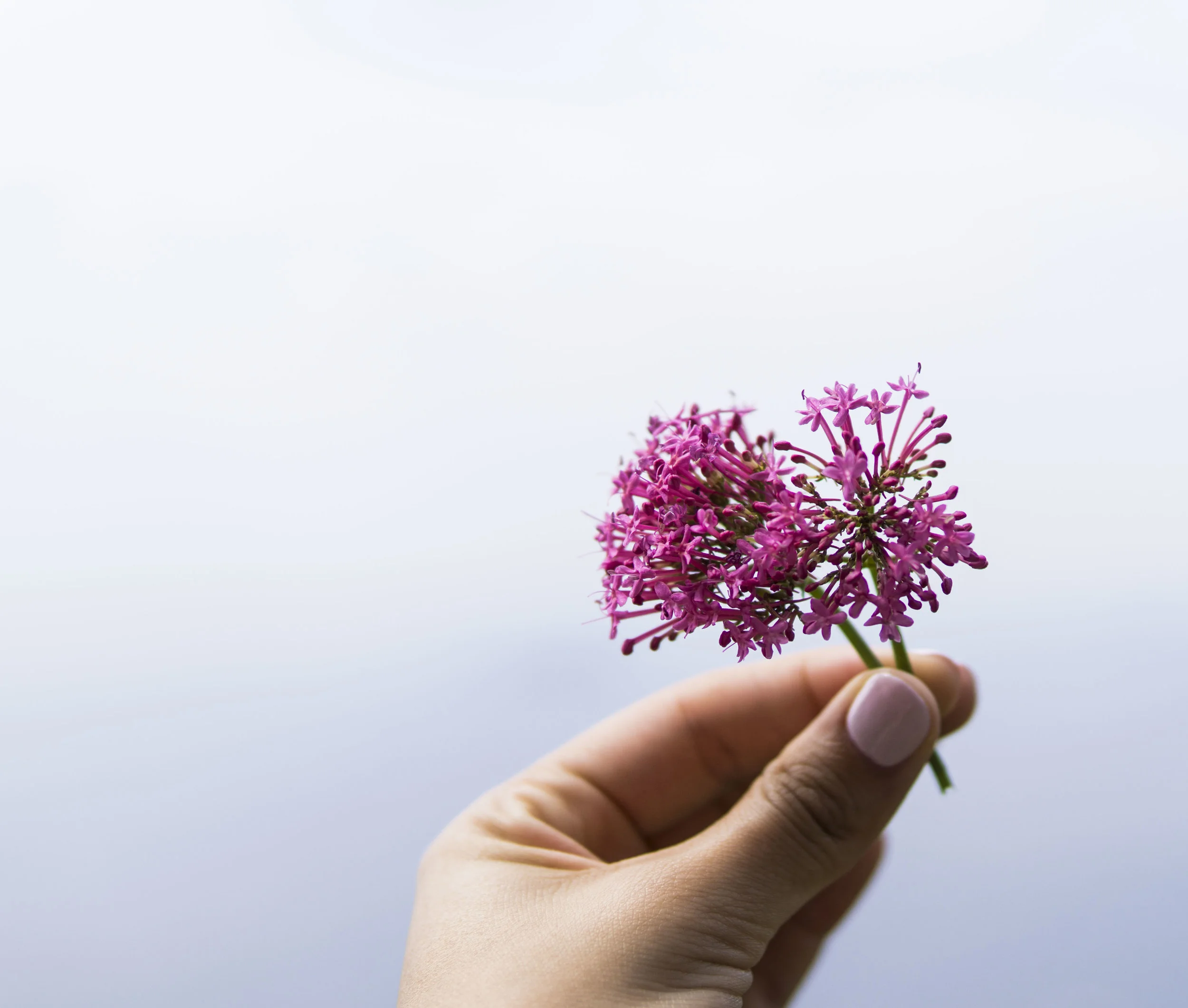 Valerian: An Effective Natural Therapy For Insomnia And Anxiety