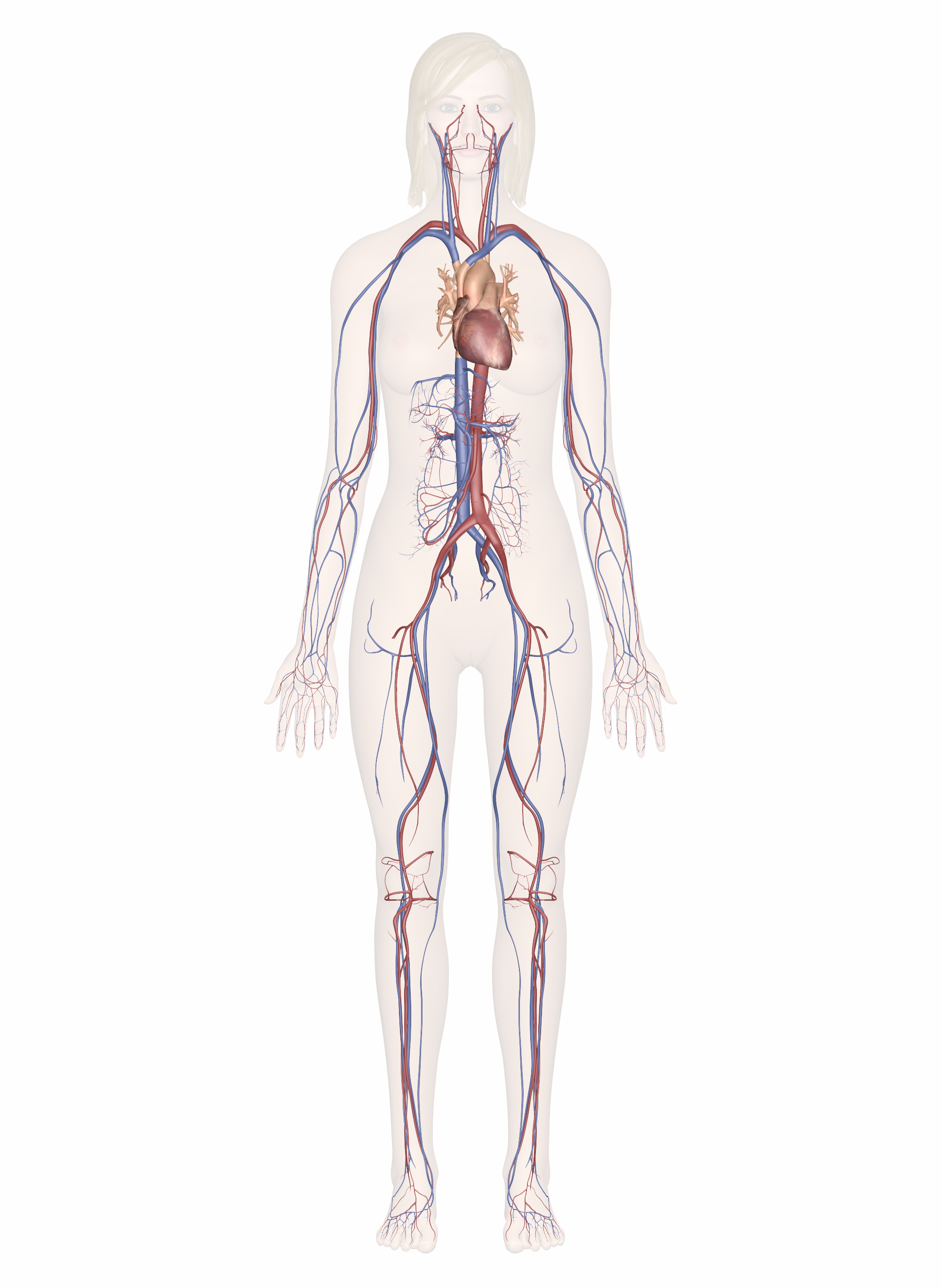 Cardiovascular System Source: https://www.innerbody.com/image/cardov.html