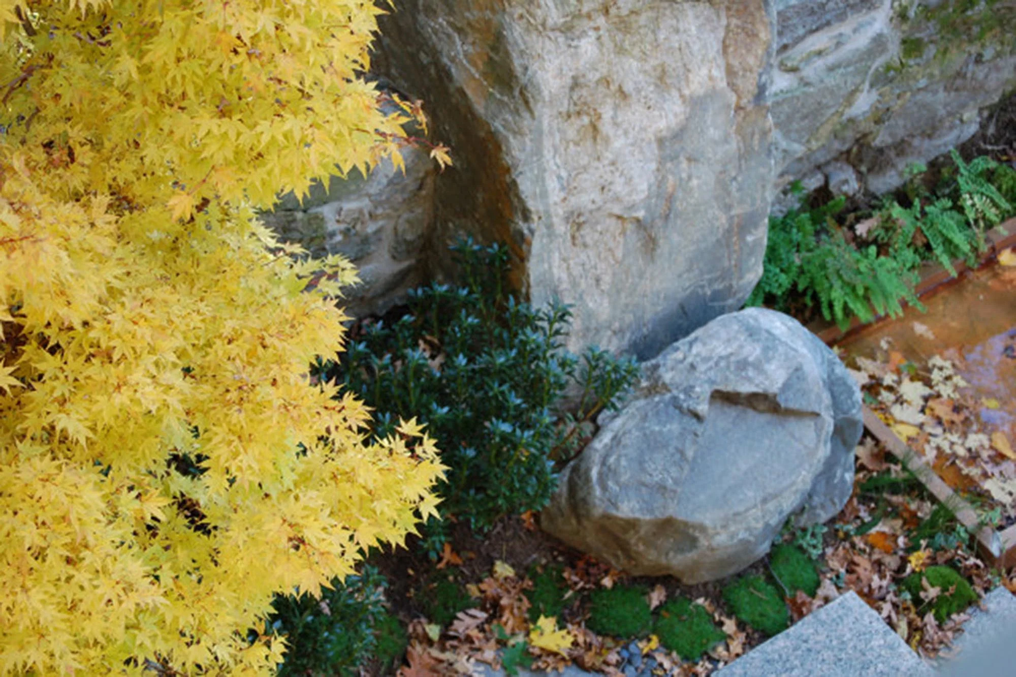 Garden Design Private Residence Newton
