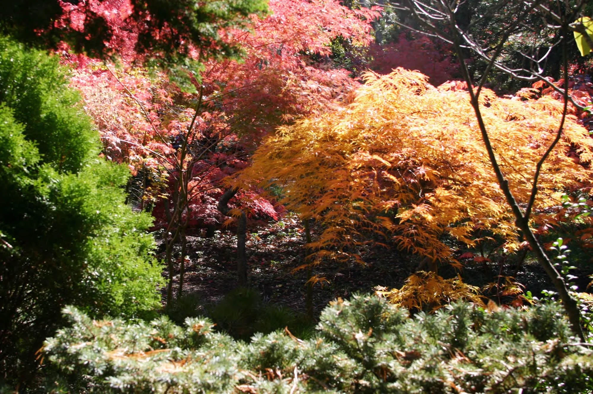 Thomas Wirth Associates garden design at Brattle Street