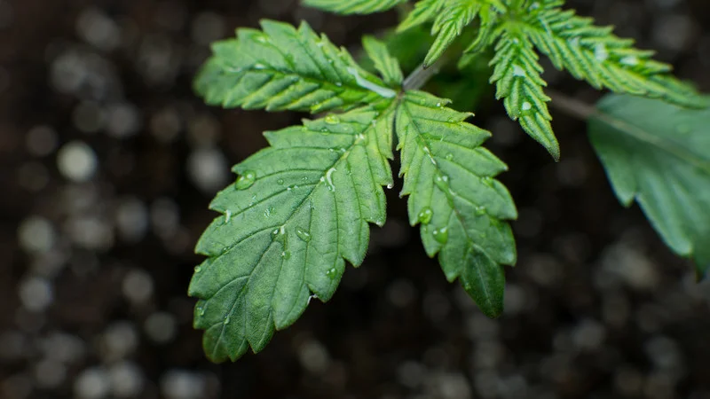 market-your-cannabis-business.jpg