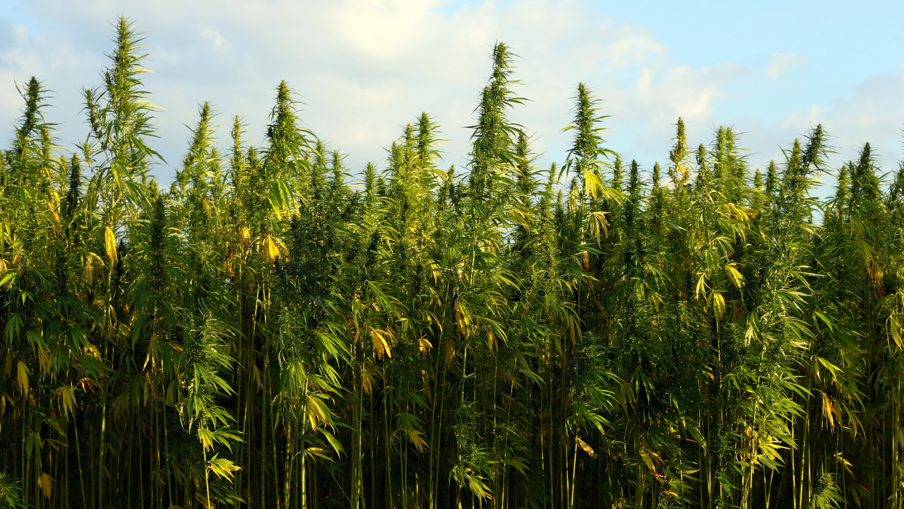 niche-cannabis-marketing.png