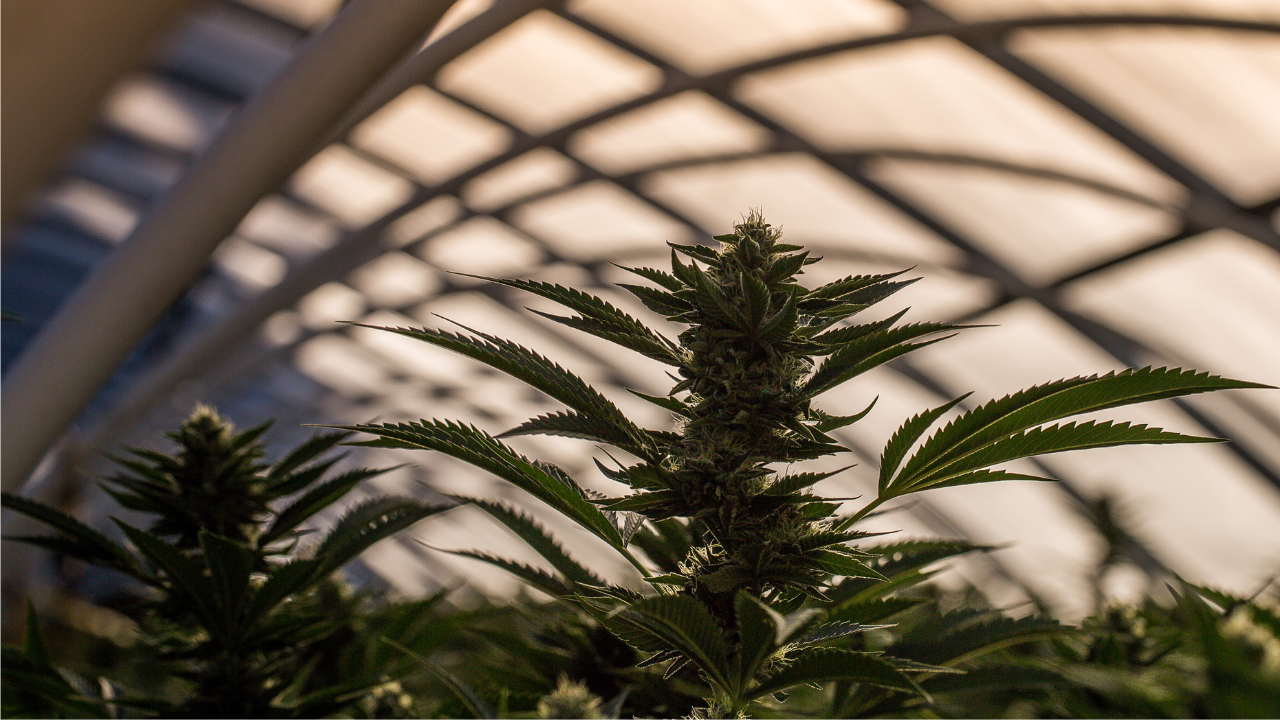 cannabis-marketing-guide.png
