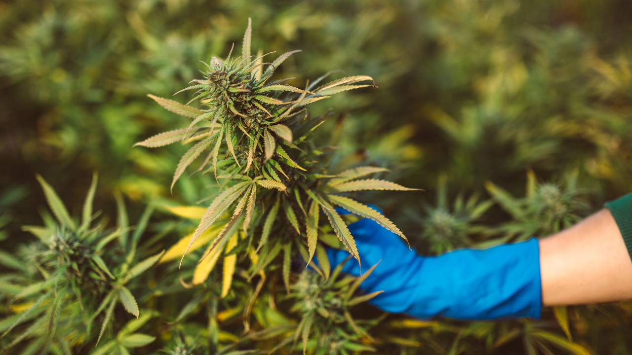 best-cannabis-marketing-tips.png