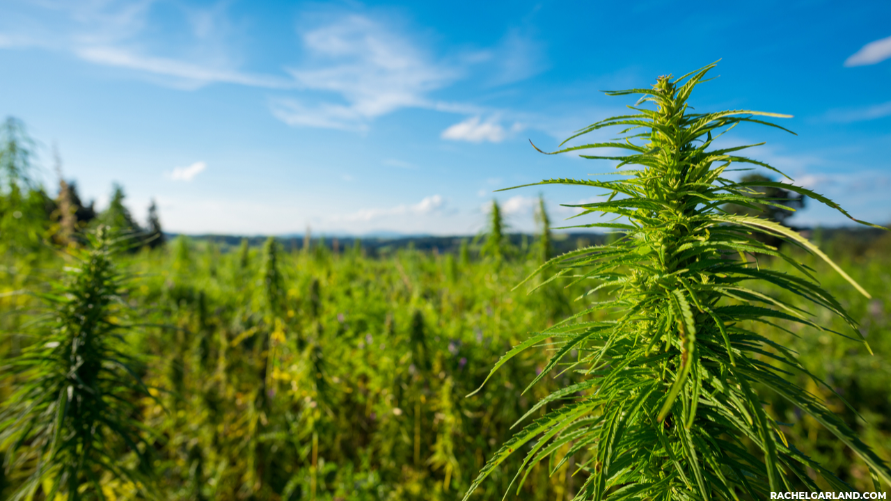hemp-cbd-facebook-marketing.png