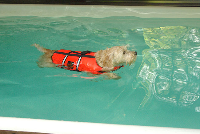 caninehydro2c.jpg