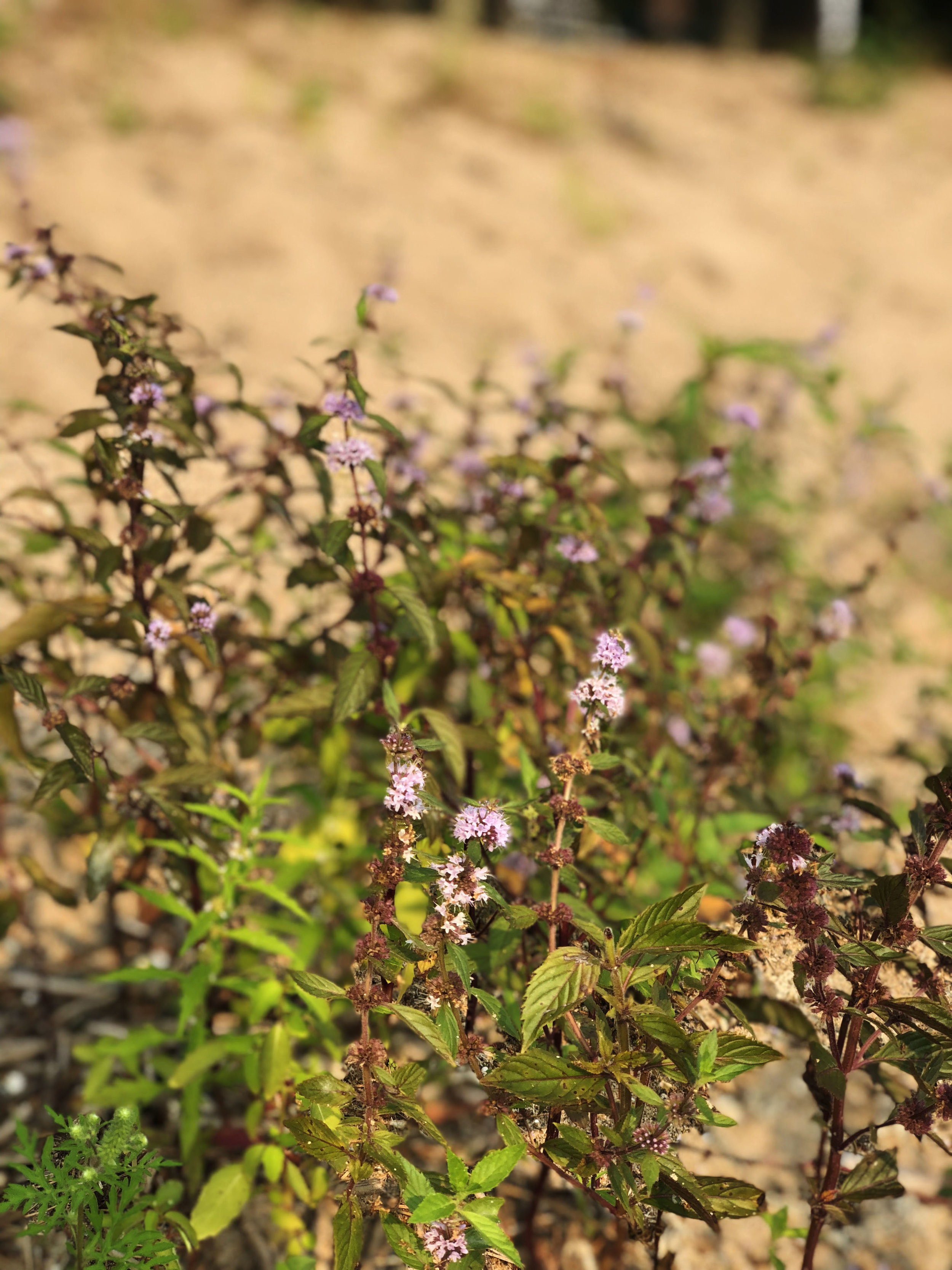 pw_beach flowers.jpg