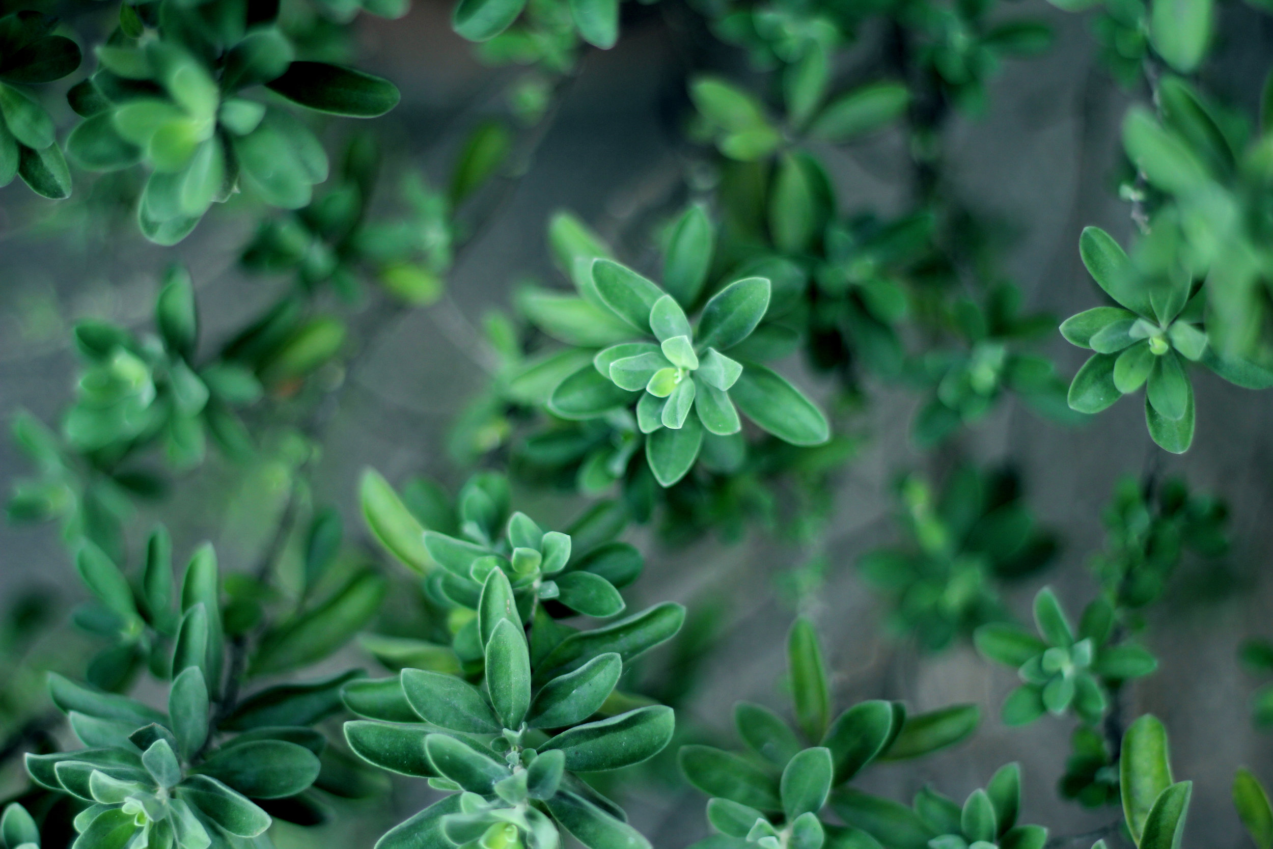 hero_blog_plants.jpg