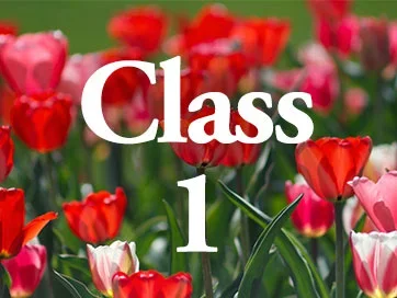 DD_class1.webp