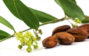 Jojoba: resembles sebum, a waxy substance produced by our skim glands and so is a natural conditioner.