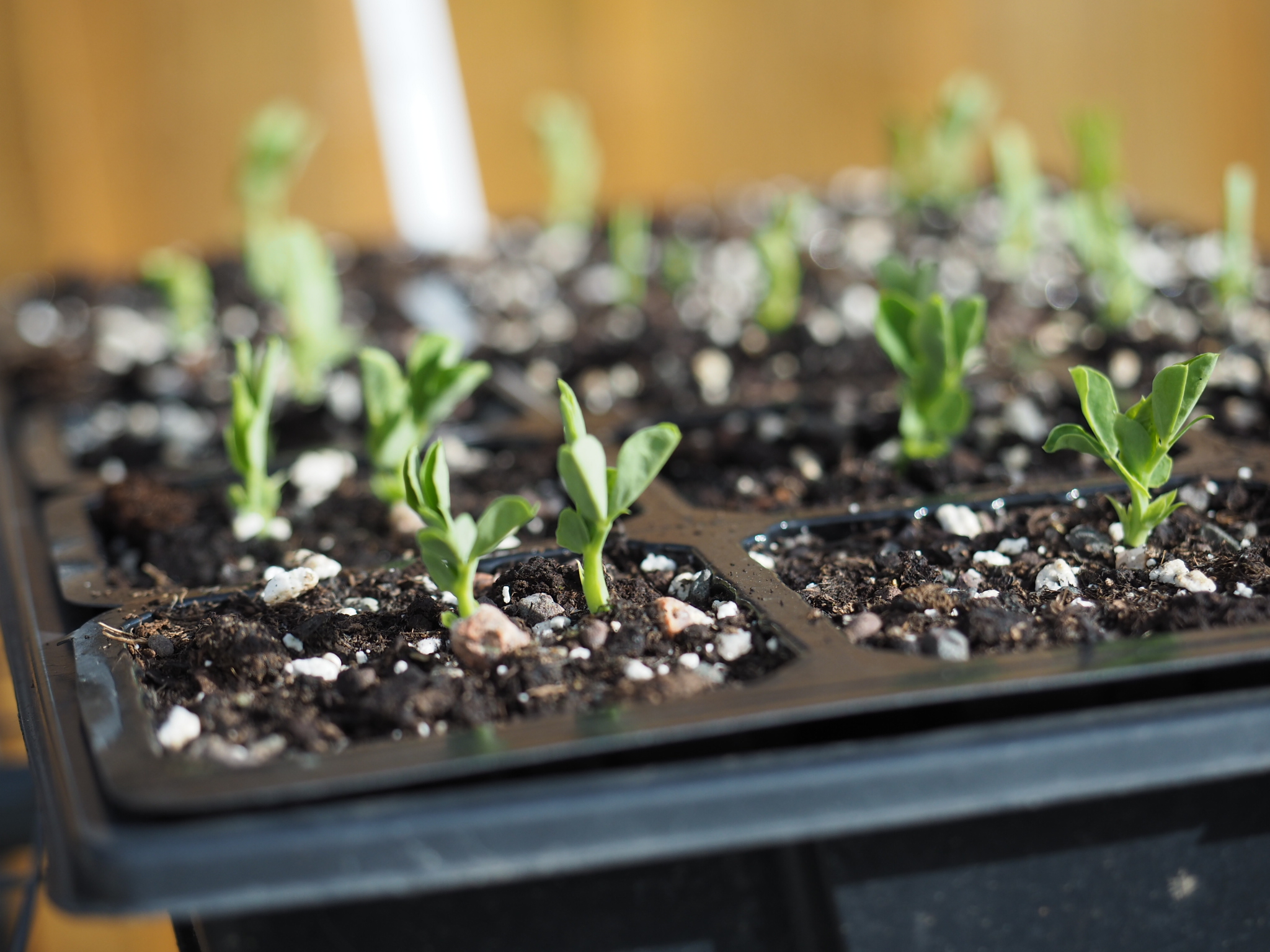 Little tiny peas! I've planted two per module and will pinch out the weakest (and have it on salad!) when they're a few inches high. 
