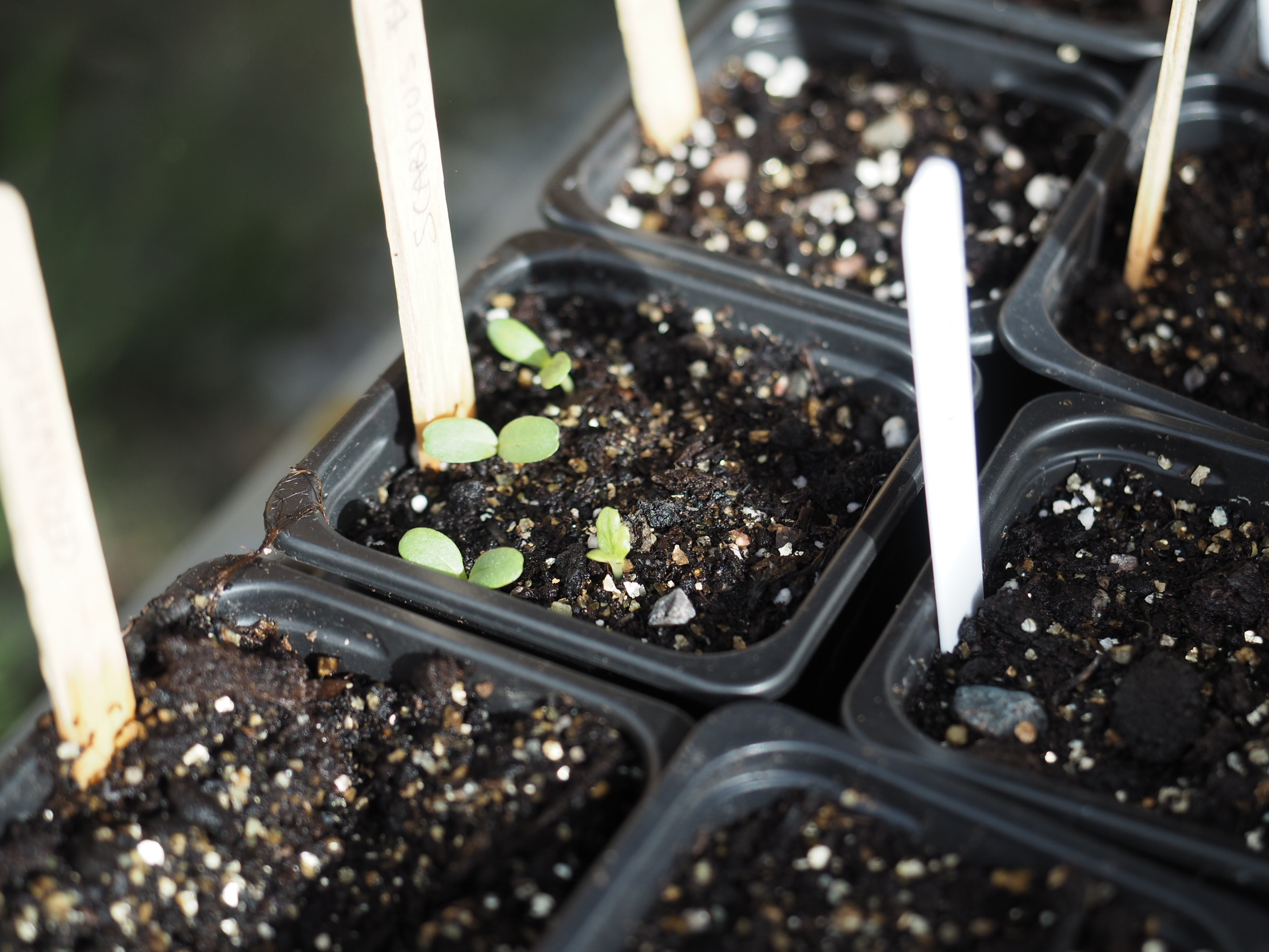 These Scabious seeds were planted 9 to a 3" pot and will be pricked out individually when they're big enough to handle.