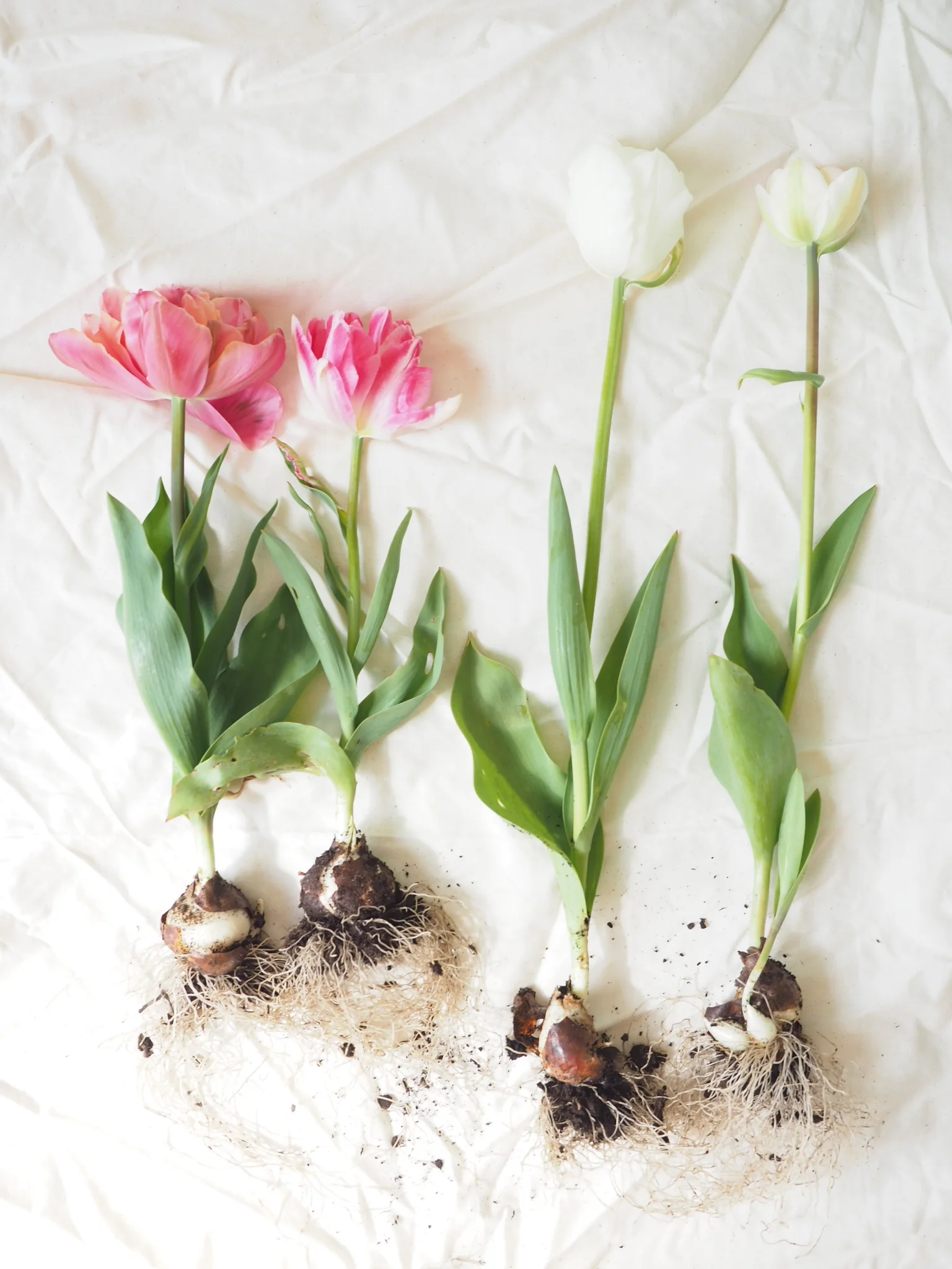 L-R: 'Pink Star', 'Peach Blossom', 'Mondial', 'Angelique'. Paler appears to be better for long stems!