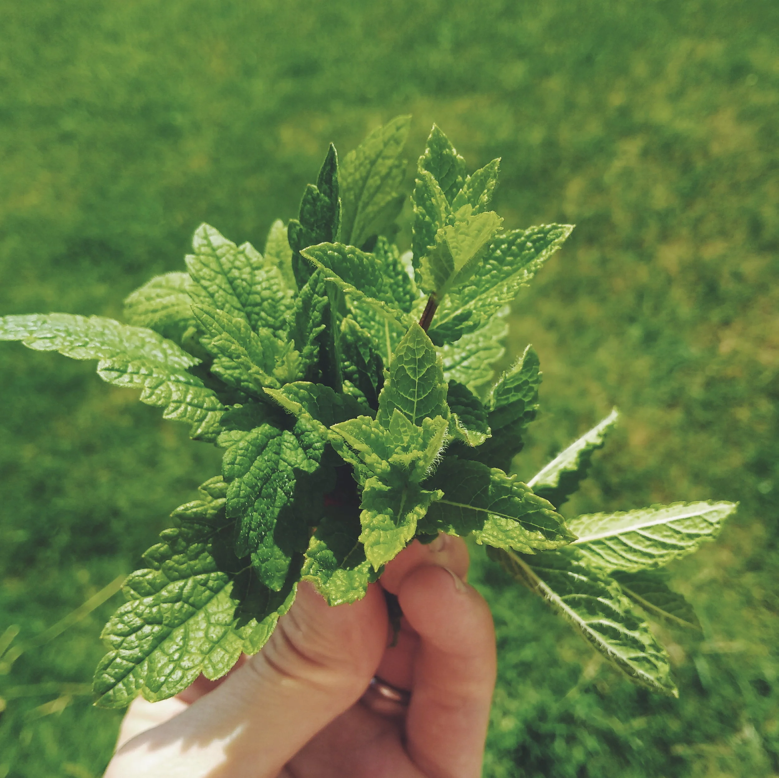 A little posy of mint - perfect for bouquets, buttonholes and garnishes. A multi talented herb!