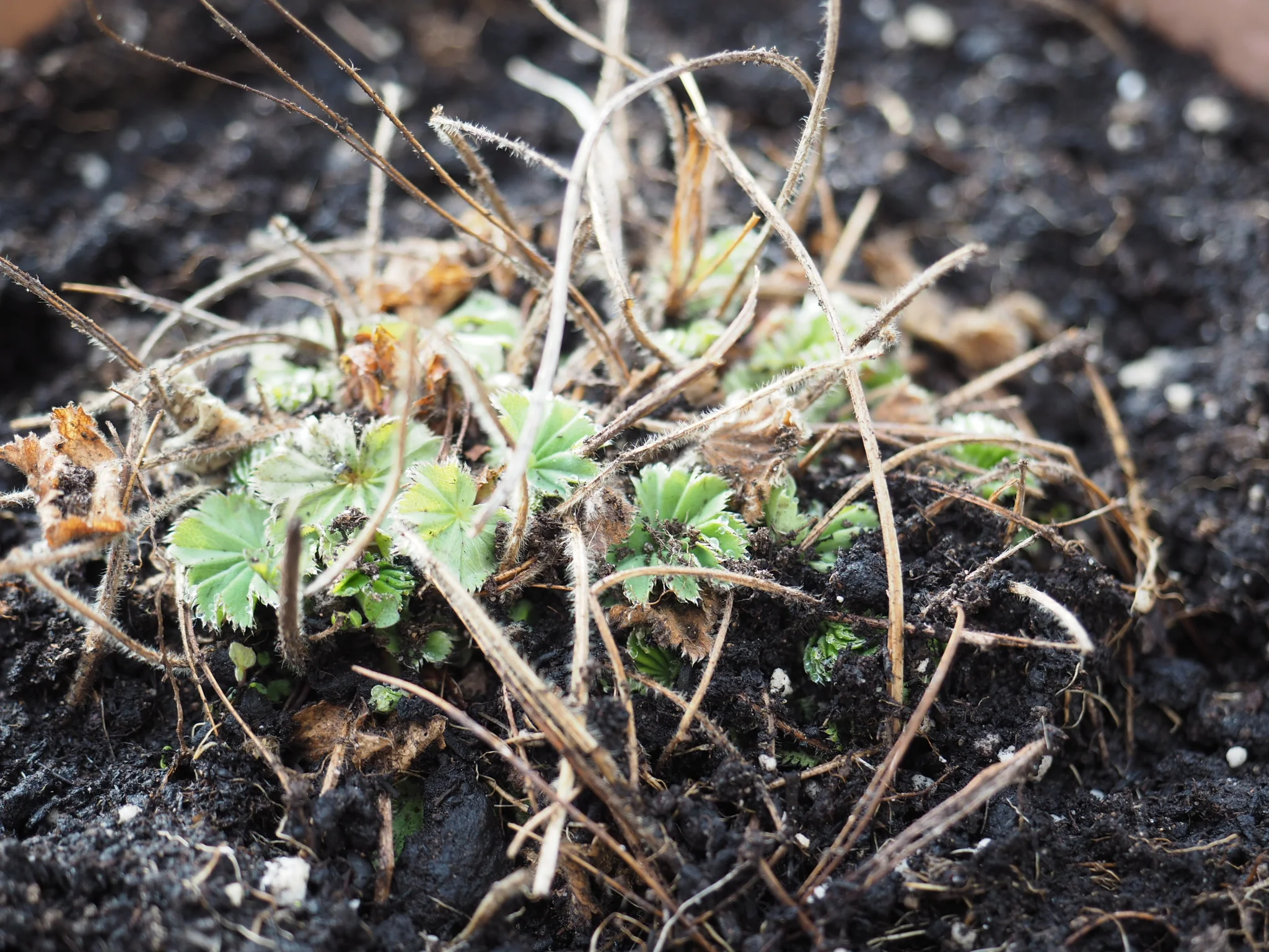 Alchemilla mollis returning for another year